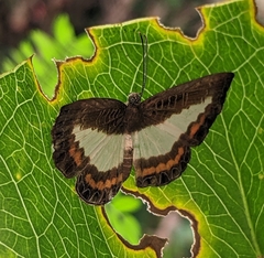 Nymphidium azanoides