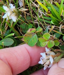 Zeuxine strateumatica