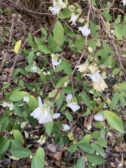 Lonicera fragrantissima