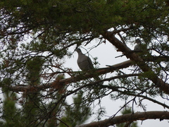 Streptopelia decaocto