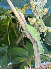 Sphodromantis viridis
