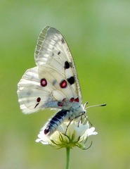 Parnassius apollo