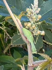 Sphodromantis viridis