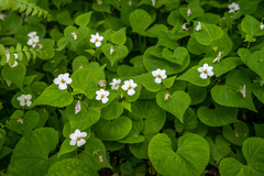 Viola canadensis