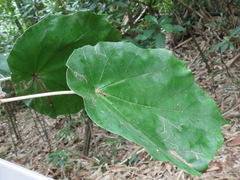 Pterospermum acerifolium