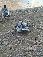 Branta leucopsis