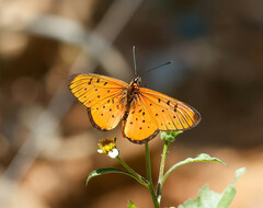 Acraea oncaea