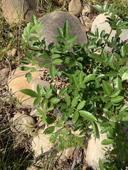 Schinus terebinthifolia