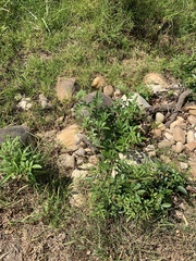 Schinus terebinthifolia