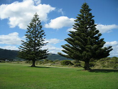 Araucaria
