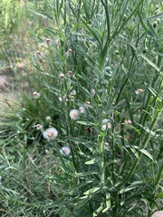 Erigeron bonariensis