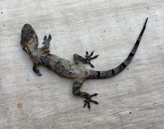 Hemidactylus mabouia