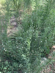 Erigeron bonariensis