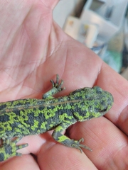 Triturus marmoratus