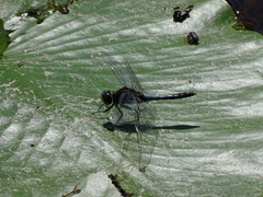 Leucorrhinia caudalis