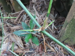Bambusa stenostachya