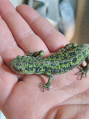 Triturus marmoratus