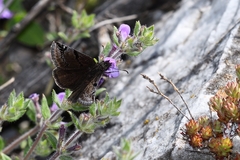 Erynnis marloyi