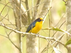 Euphonia violacea