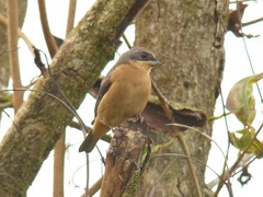Pipraeidea melanonota