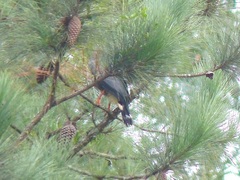 Geranospiza caerulescens