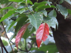 Elaeocarpus serratus