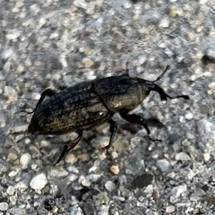Sphenophorus venatus