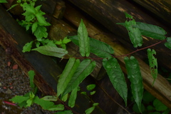 Broussonetia kaempferi