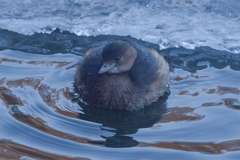 Tachybaptus ruficollis