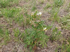 Solanum sisymbriifolium
