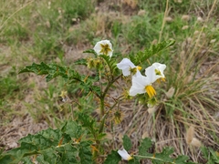 Solanum sisymbriifolium