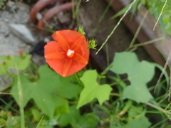 Ipomoea hederifolia