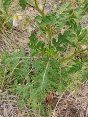 Solanum sisymbriifolium