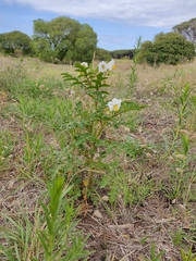 Solanum sisymbriifolium