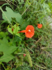 Ipomoea hederifolia