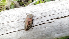 Chalcophora mariana massiliensis