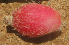 Erianthemum ngamicum image