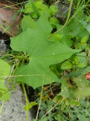 Ipomoea hederifolia