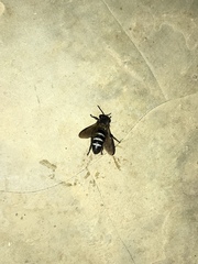 Apis dorsata breviligula