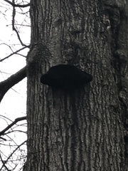 Agrobacterium radiobacter