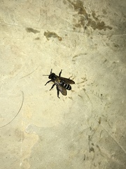 Apis dorsata breviligula