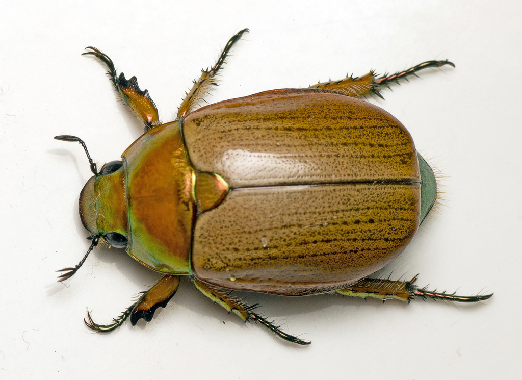 Emerald Tip Beetle