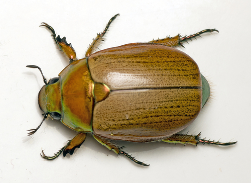Anoplognathus brunnipennis (Gyllenhal, 1817)