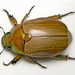Emerald Tip Beetle - Photo (c) tjeales, some rights reserved (CC BY-SA), uploaded by tjeales