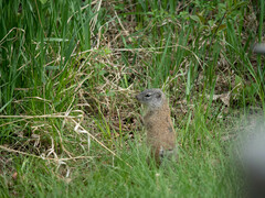 Poliocitellus franklinii