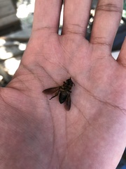 Apis dorsata breviligula