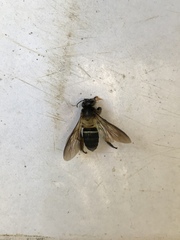 Apis dorsata breviligula