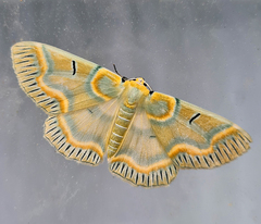 Iotaphora iridicolor