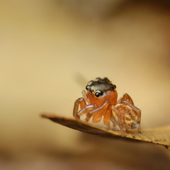 Salticinae