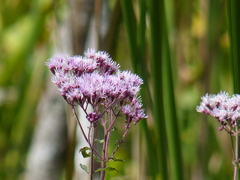 Urolepis hecatantha